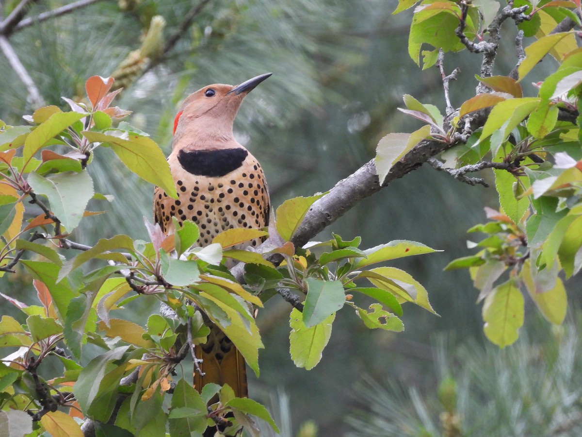 Northern Flicker - Jeff Fengler