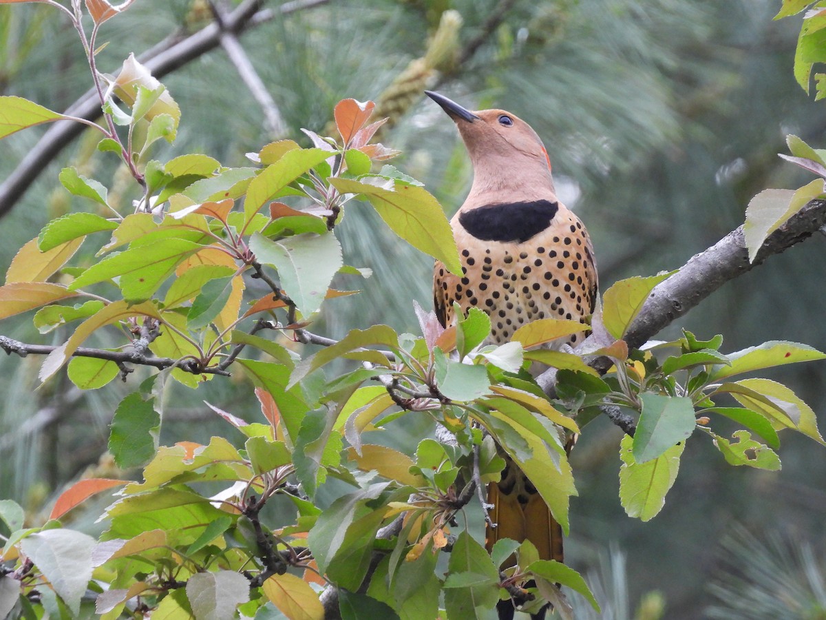 Northern Flicker - Jeff Fengler