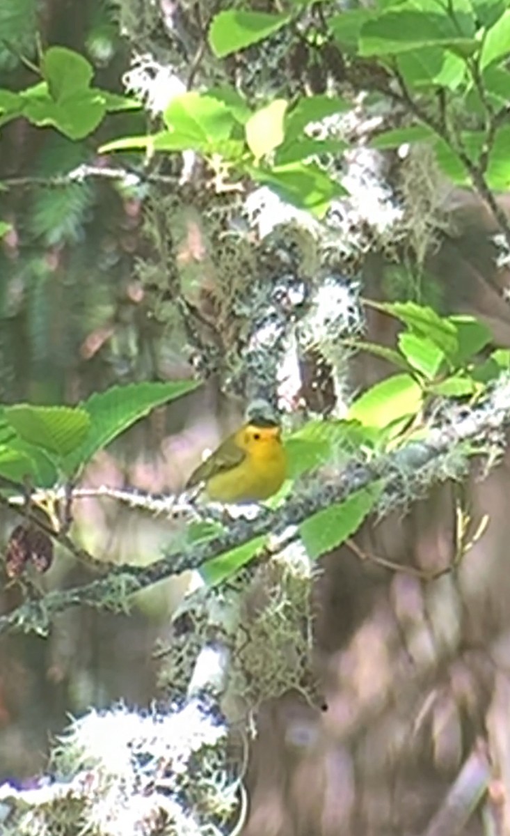 Wilson's Warbler - John Kingeter