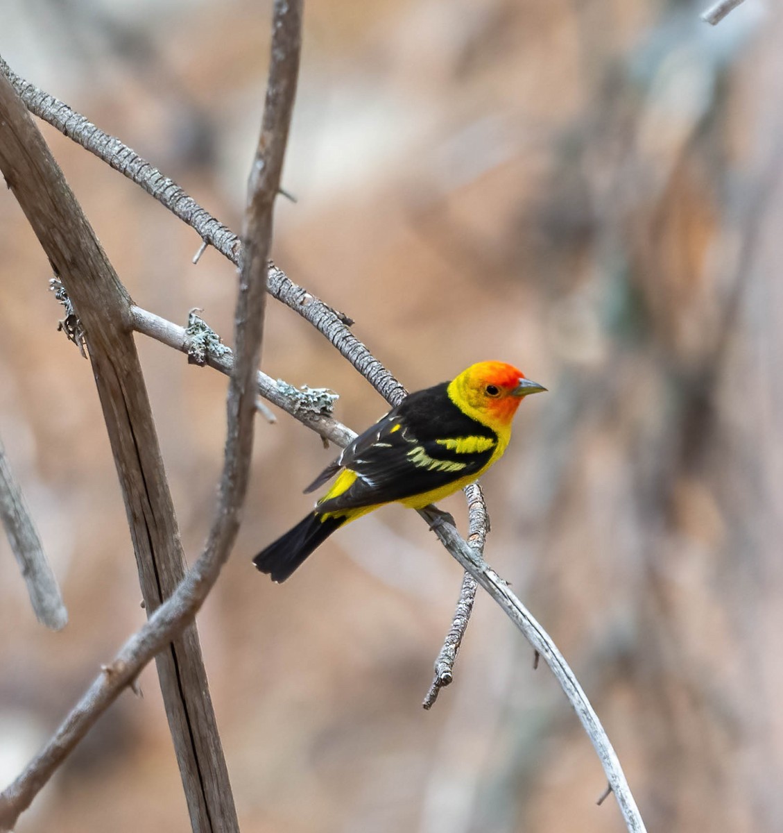 Western Tanager - Eric Bodker