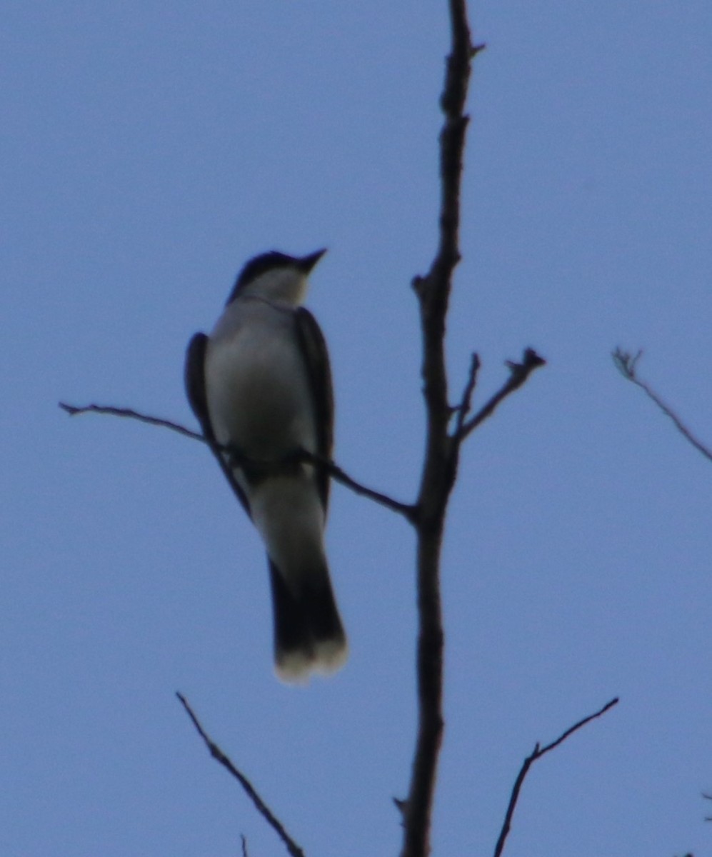 Eastern Kingbird - Betty Thomas