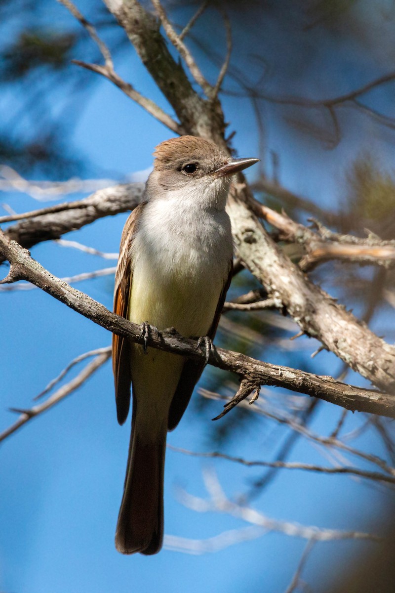 Ash-throated Flycatcher - William Clark