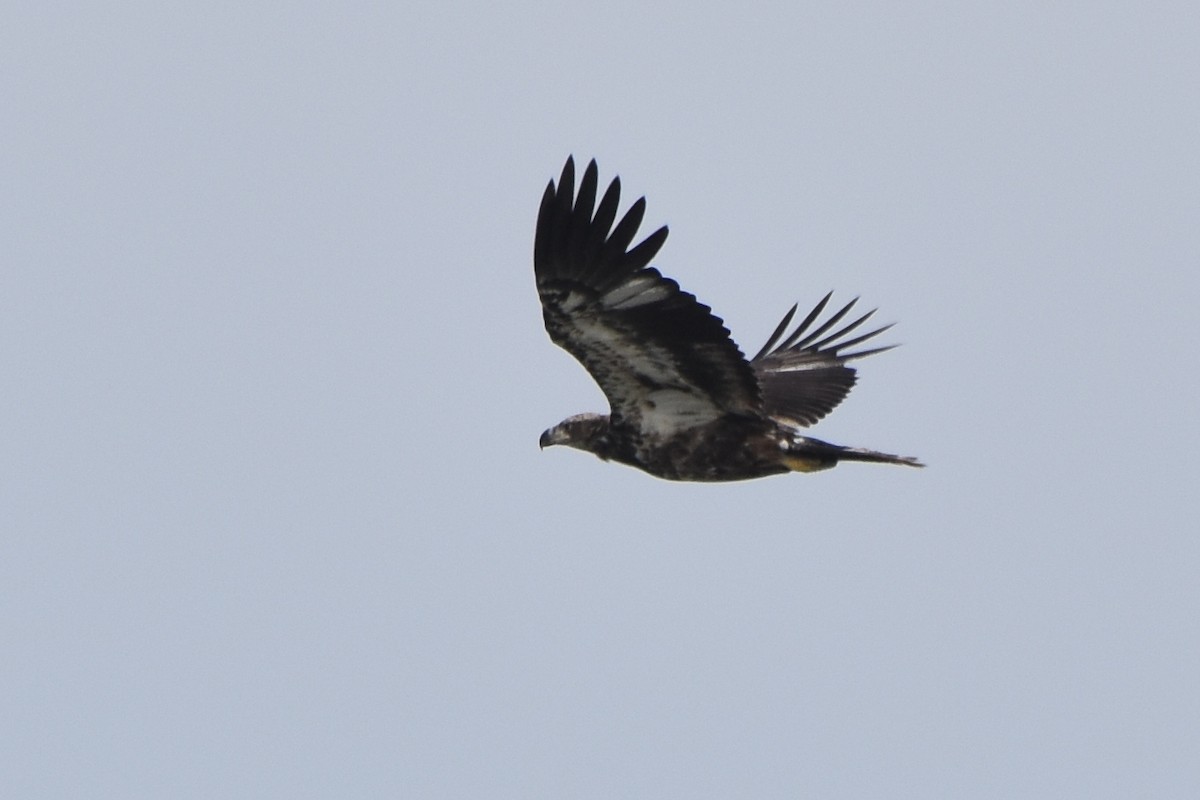 Bald Eagle - stephen johnson  🦜