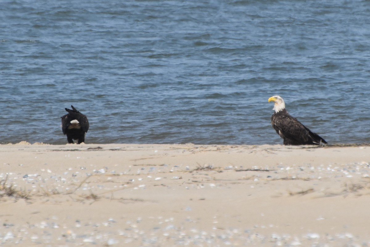 Bald Eagle - stephen johnson  🦜