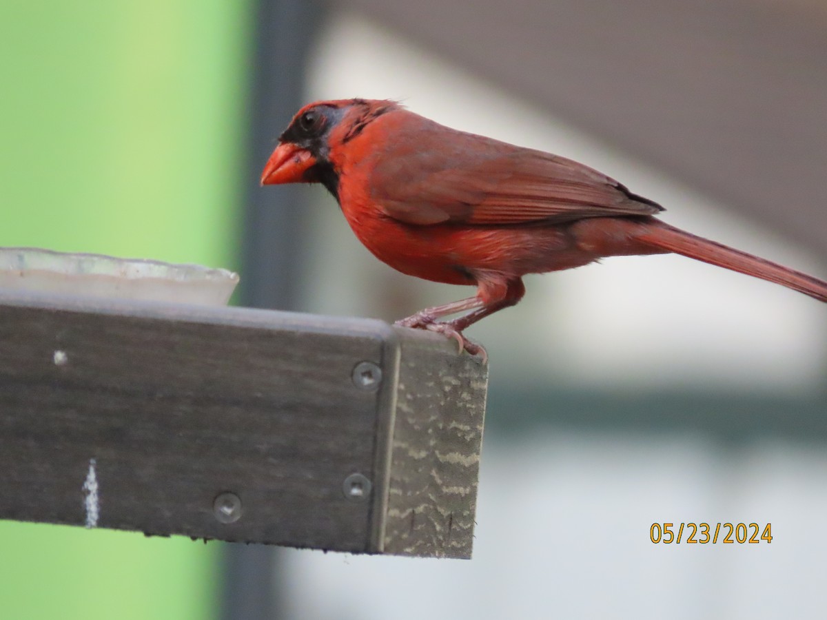 Northern Cardinal - Susan Leake