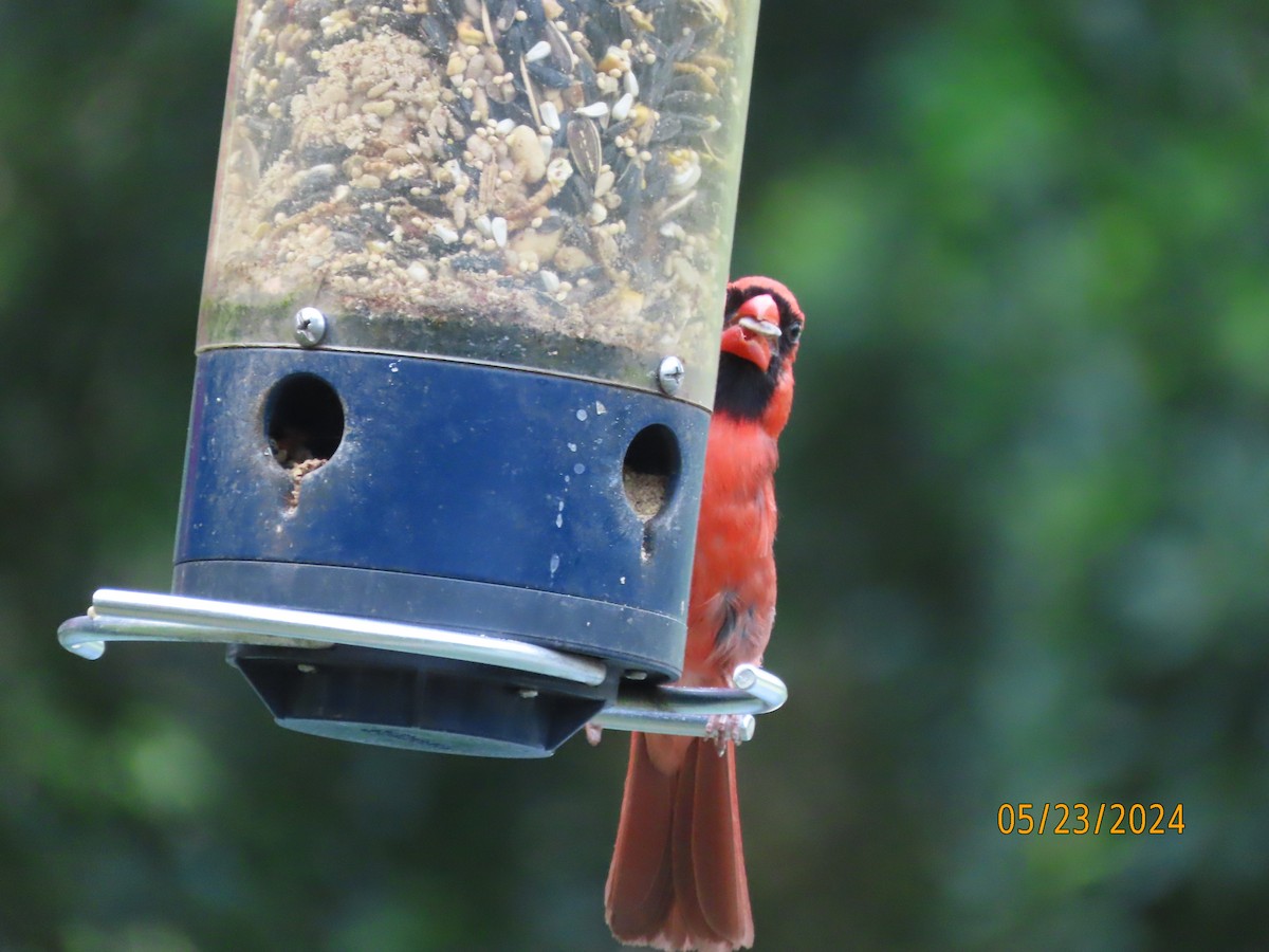 Northern Cardinal - Susan Leake