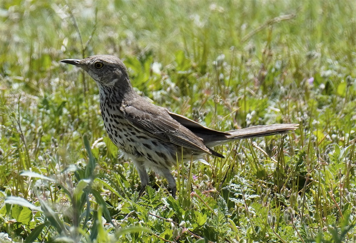 Sage Thrasher - Frank Farrell