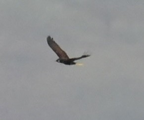 Montezuma Oropendola - Nancy Blaze