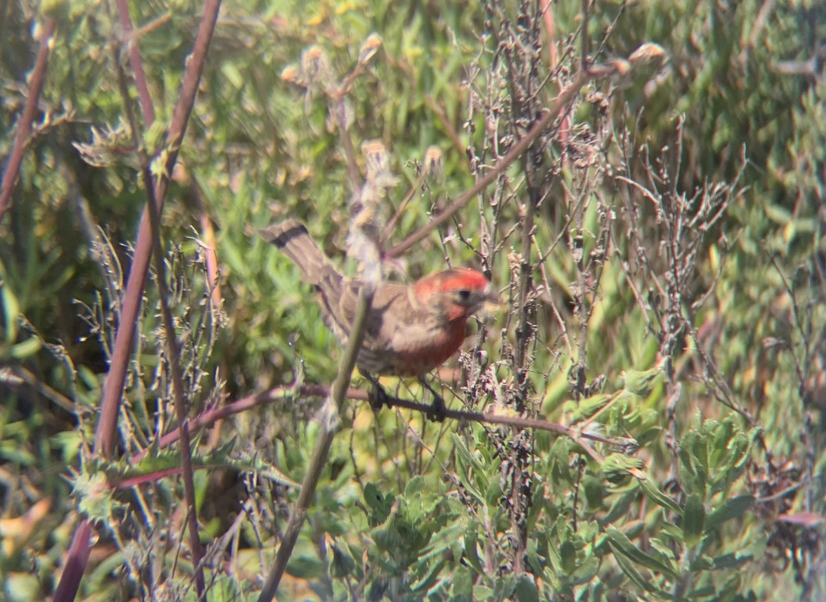 House Finch - Caroline Cecena