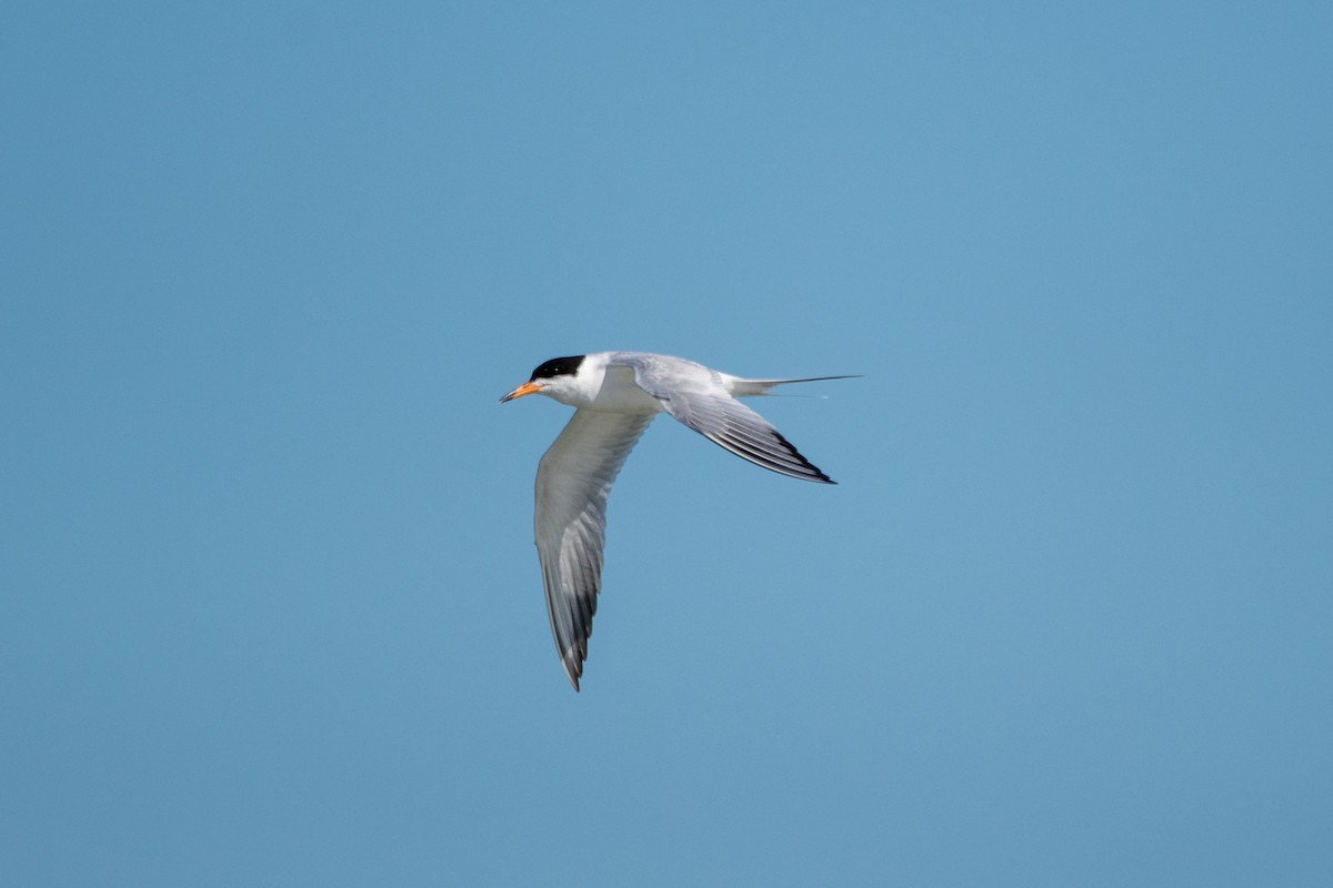 Forster's Tern - ML619508765