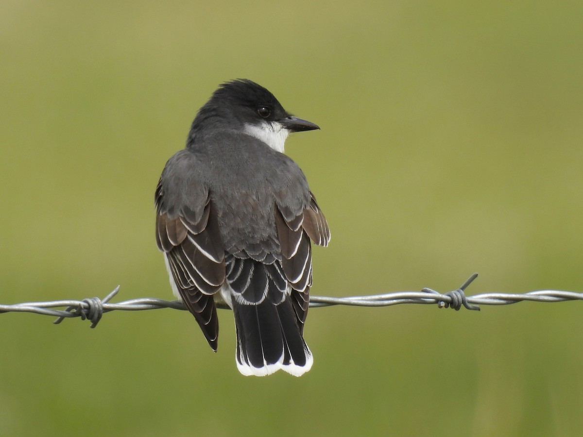 Eastern Kingbird - Pam Hawkes