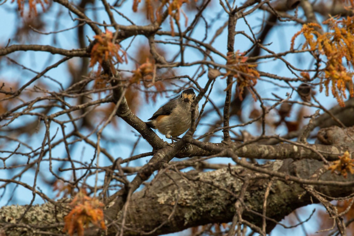 Black-crested Titmouse - William Clark