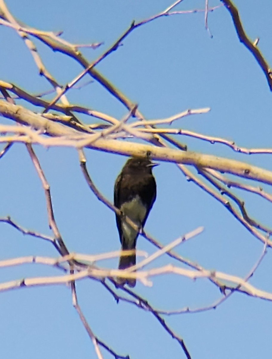 Black Phoebe - Anonymous