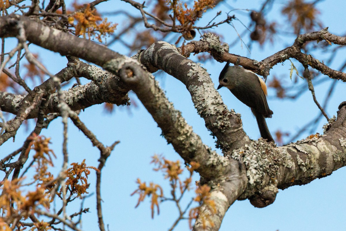 Black-crested Titmouse - William Clark