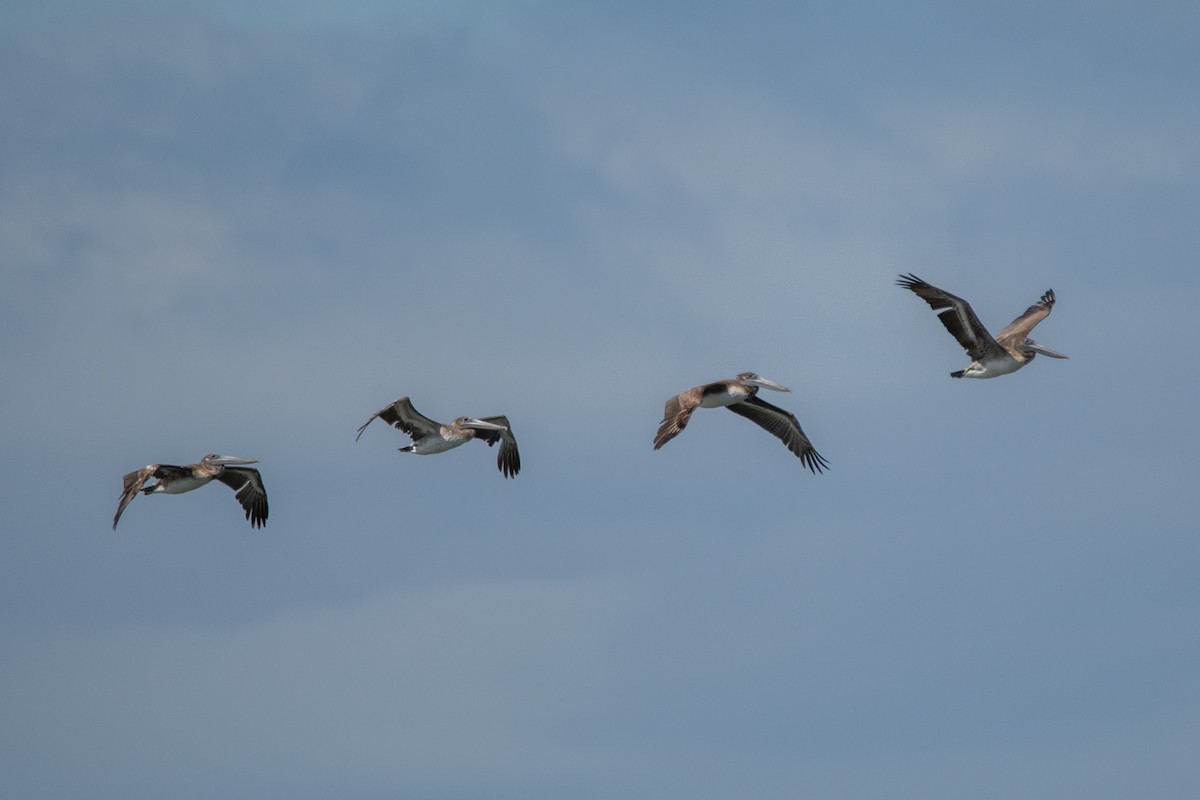 Brown Pelican - ML619508770