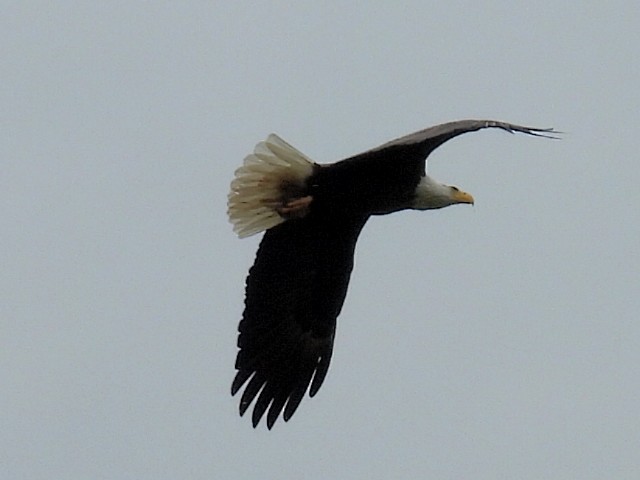 Bald Eagle - Melody Walsh