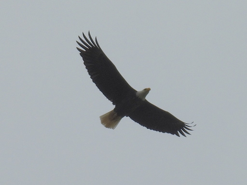 Bald Eagle - Melody Walsh