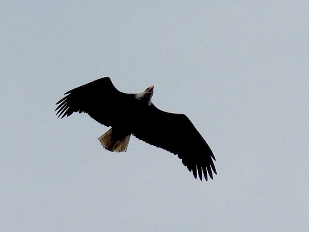 Bald Eagle - Melody Walsh