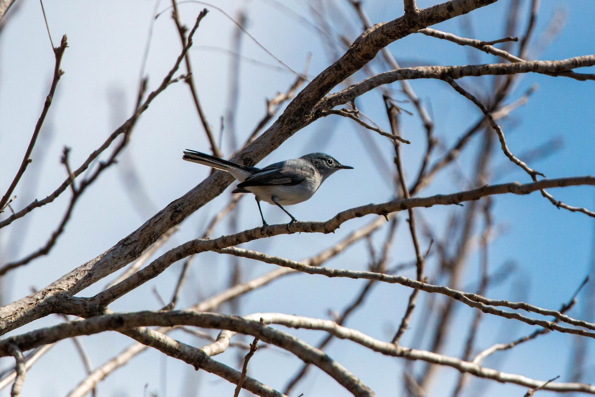 Blue-gray Gnatcatcher - William Clark