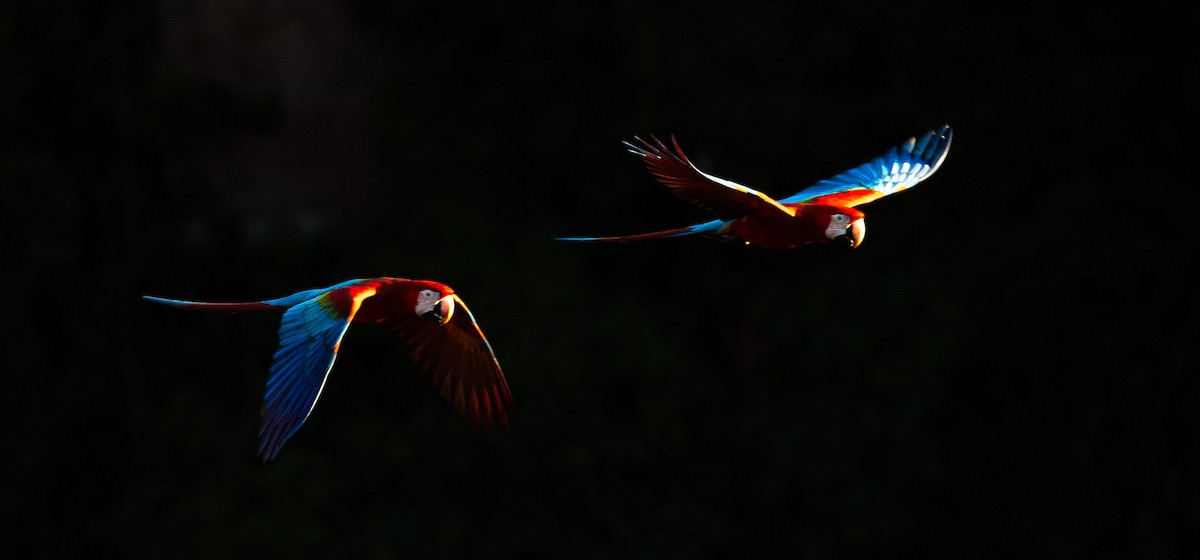 Red-and-green Macaw - ML619508792