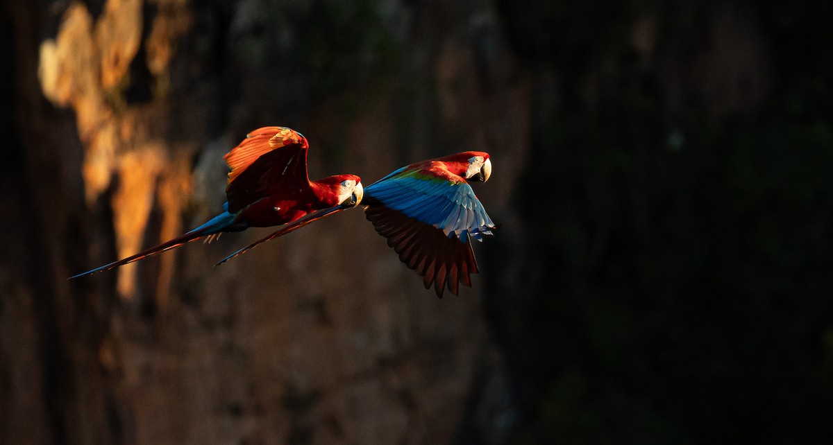 Red-and-green Macaw - ML619508793