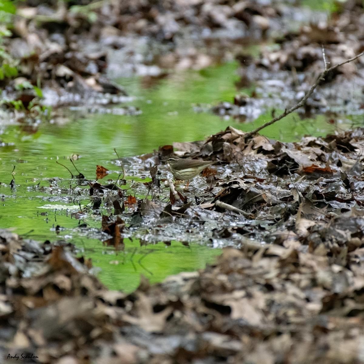 Louisiana Waterthrush - Andy & Mikayla Scanlon