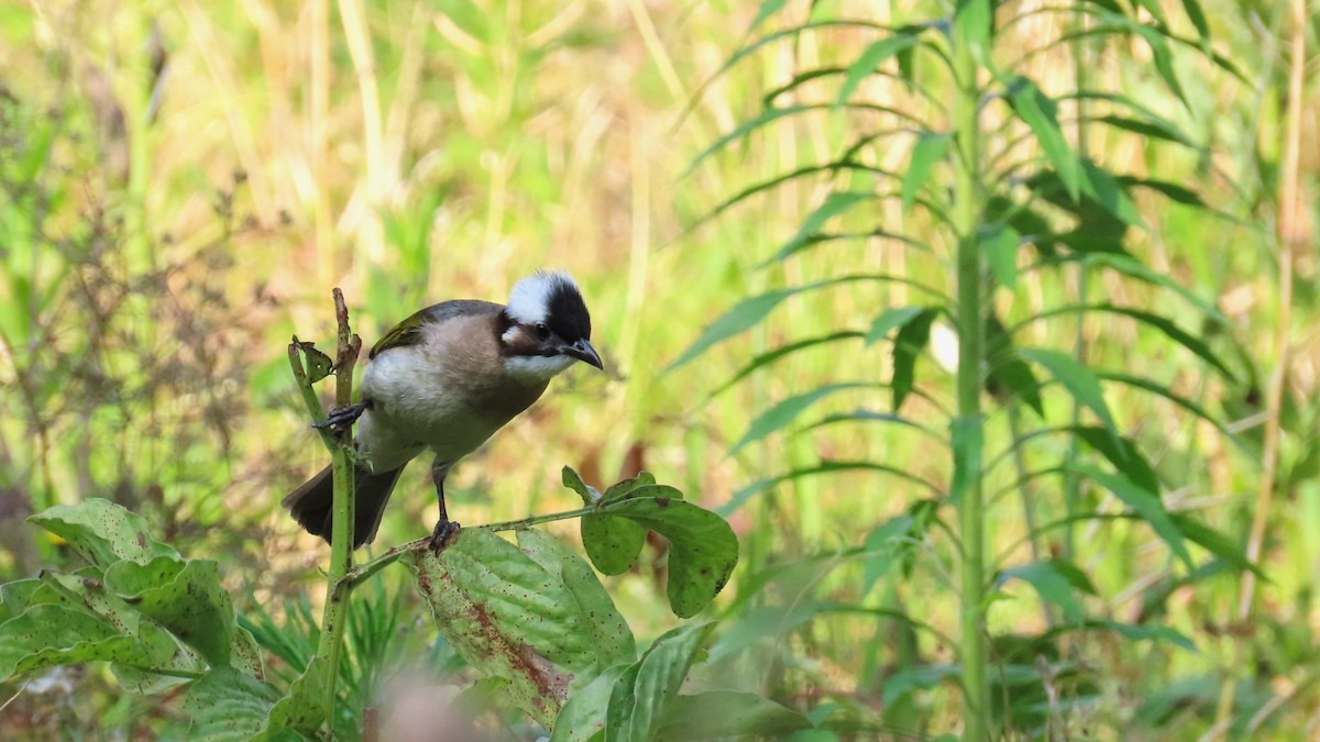 Light-vented Bulbul - Mu-Ming Lin