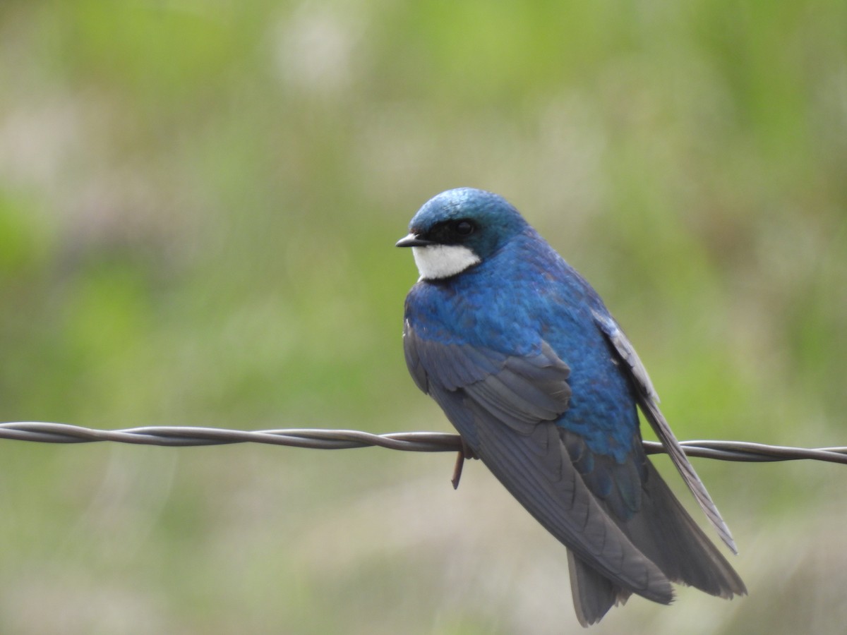 Tree Swallow - Pam Hawkes