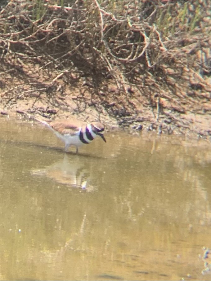 Killdeer - Caroline Cecena