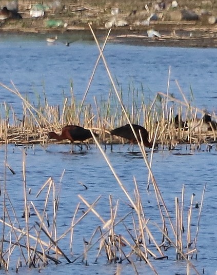 Glossy Ibis - ML619508808