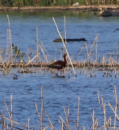 Glossy Ibis - ML619508809