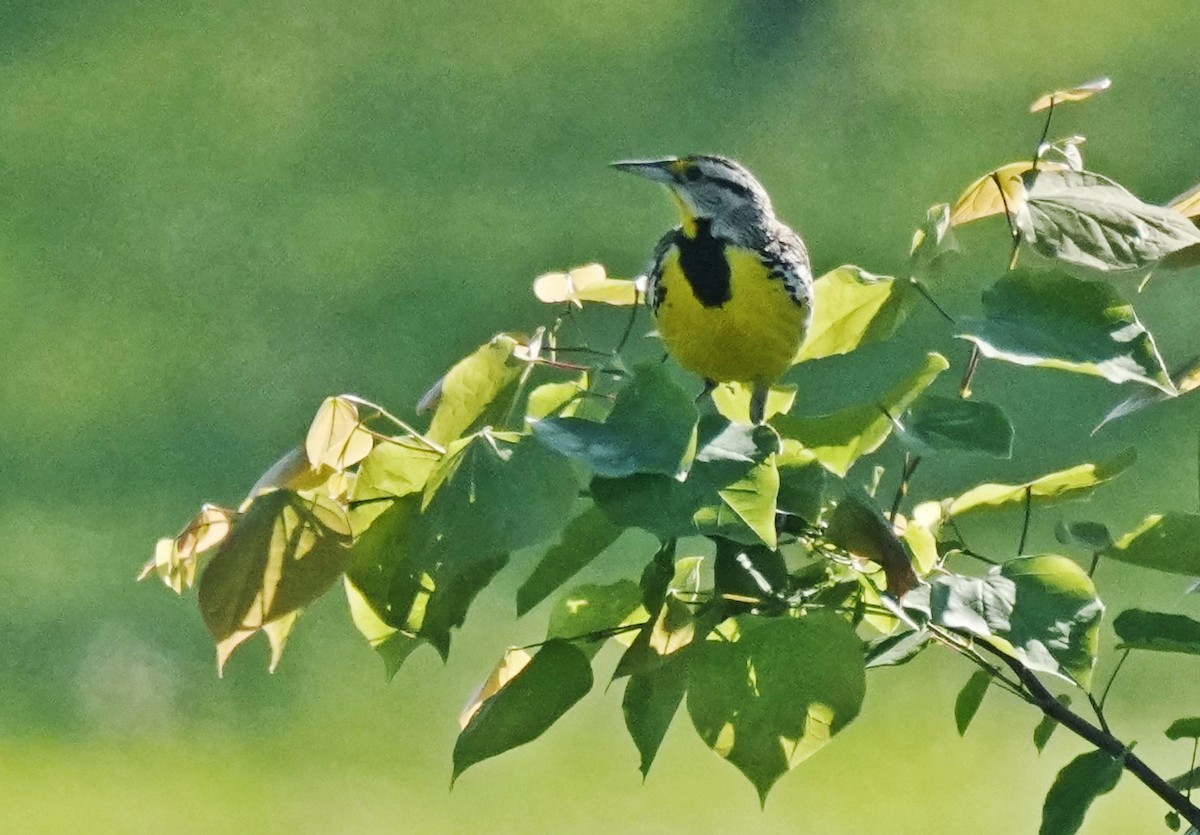 Eastern Meadowlark - ML619508810