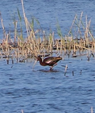 White-faced Ibis - ML619508813