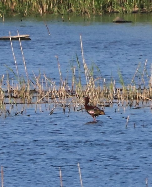 White-faced Ibis - ML619508814