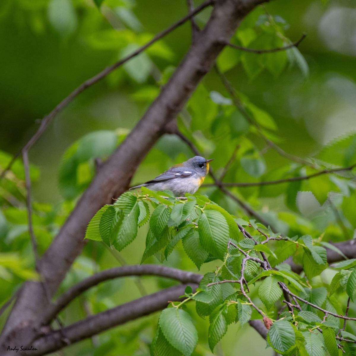 Northern Parula - Andy & Mikayla Scanlon