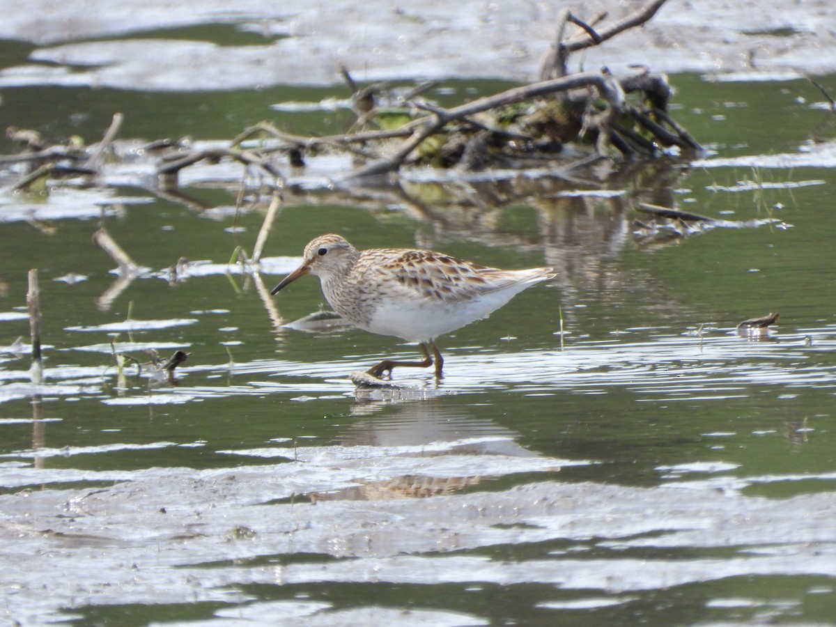 Pectoral Sandpiper - Rick Luehrs