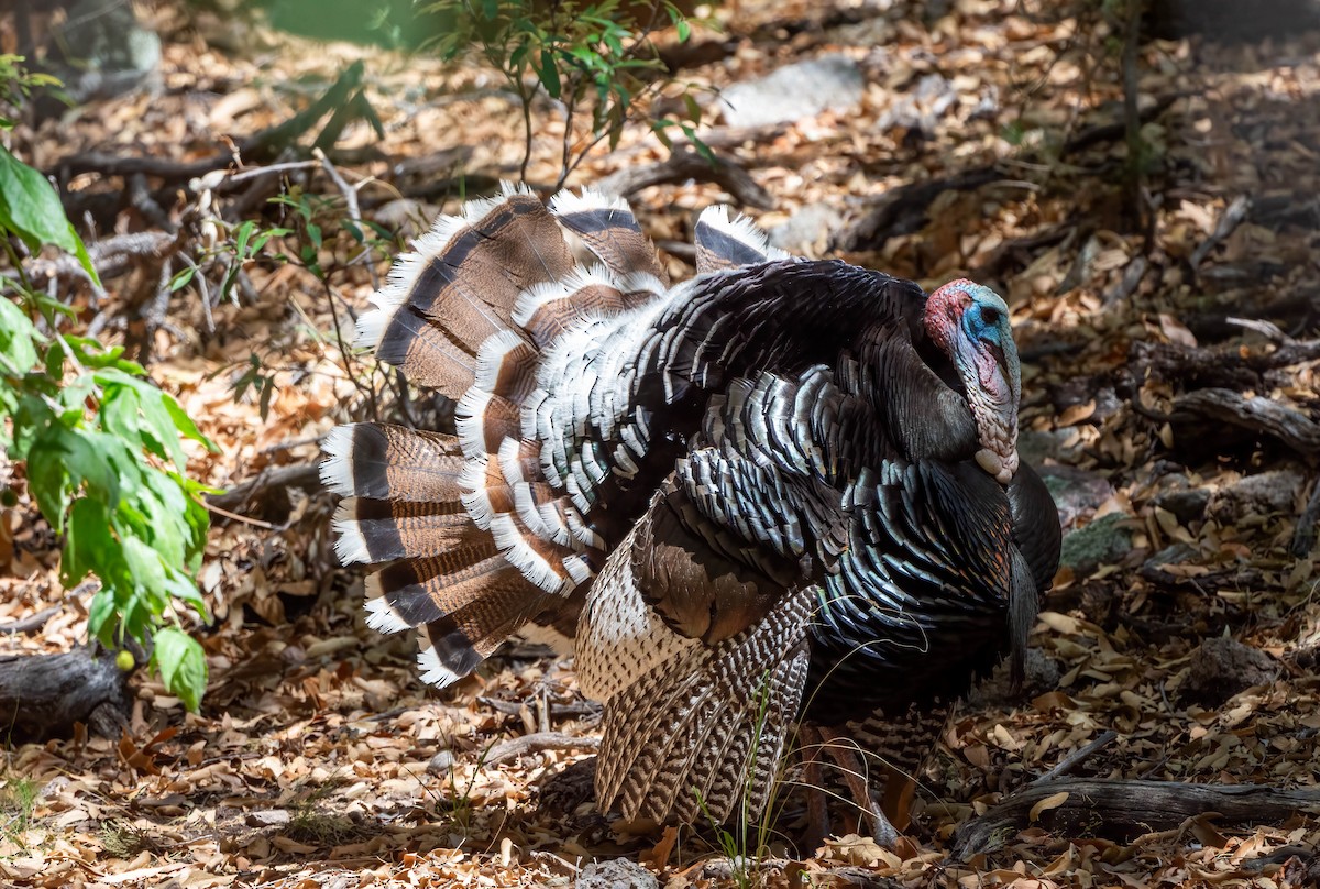 Wild Turkey - Eric Bodker