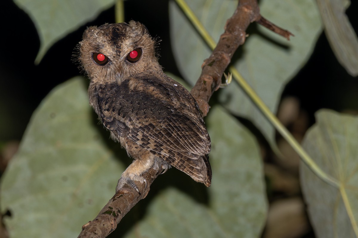 Collared Scops-Owl - Muangpai Suetrong