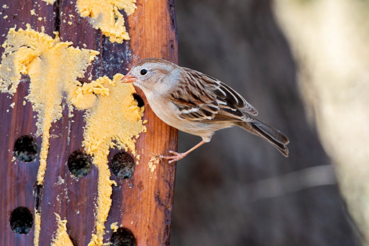 Field Sparrow - ML619508824