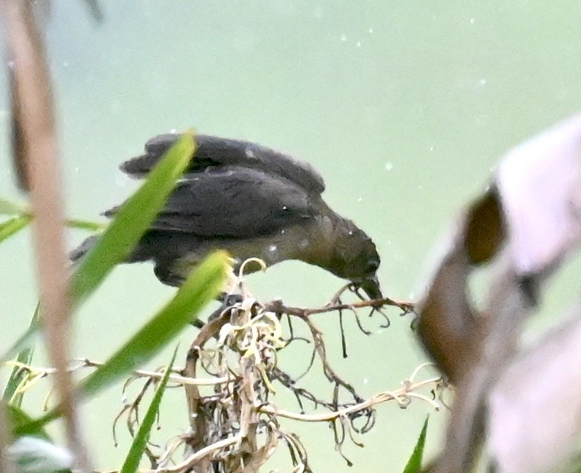 Great-tailed Grackle - Nancy Blaze