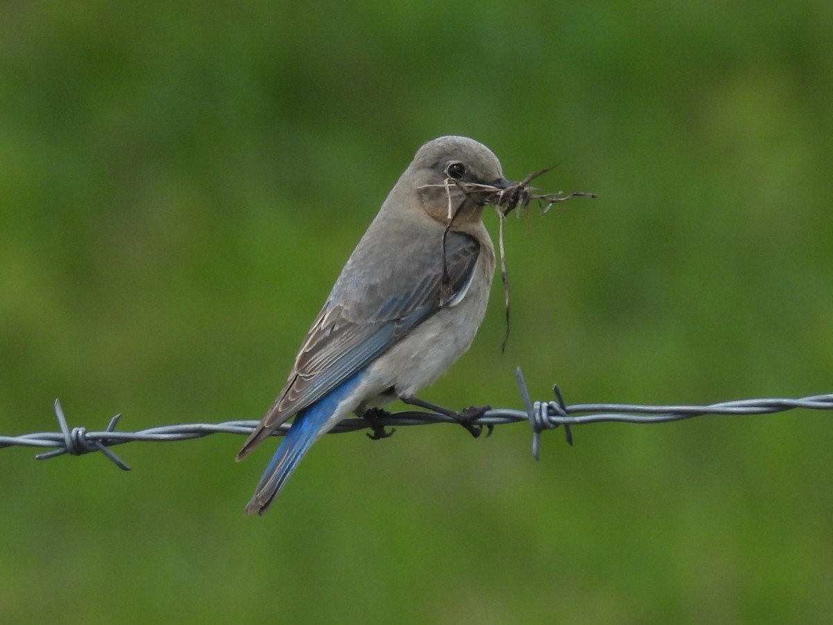 Mountain Bluebird - Pam Hawkes