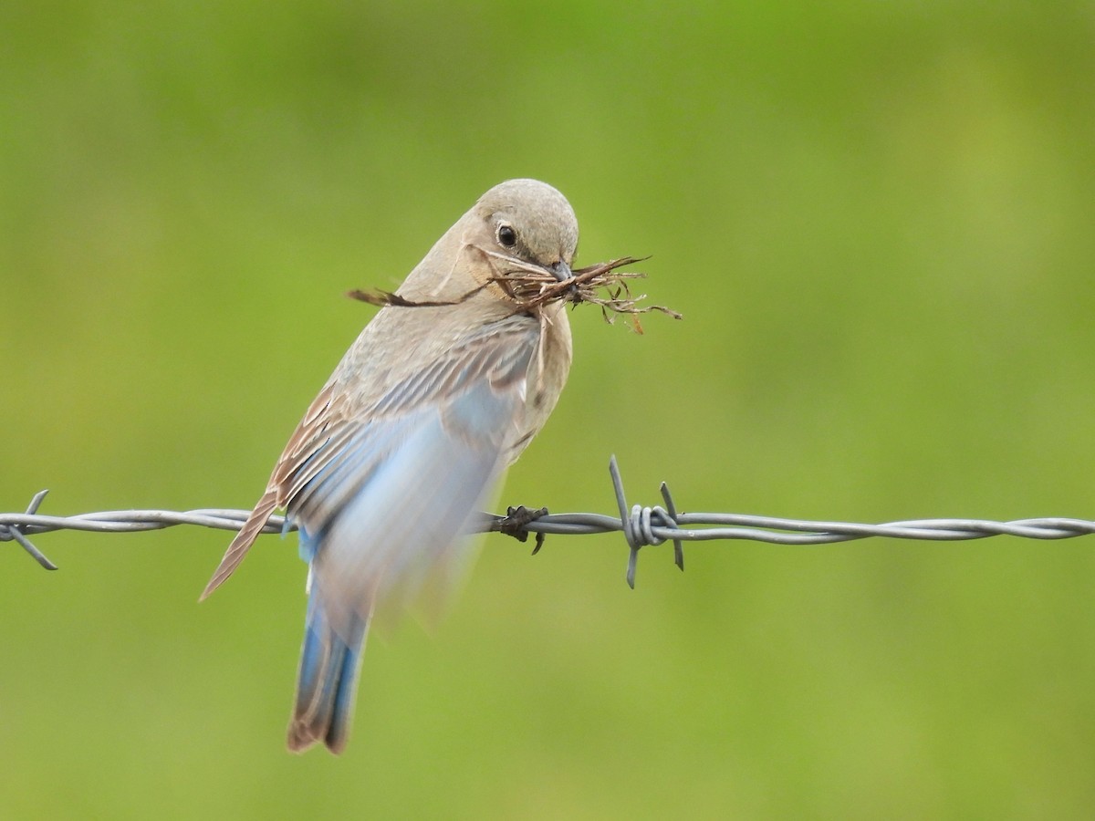 Mountain Bluebird - Pam Hawkes