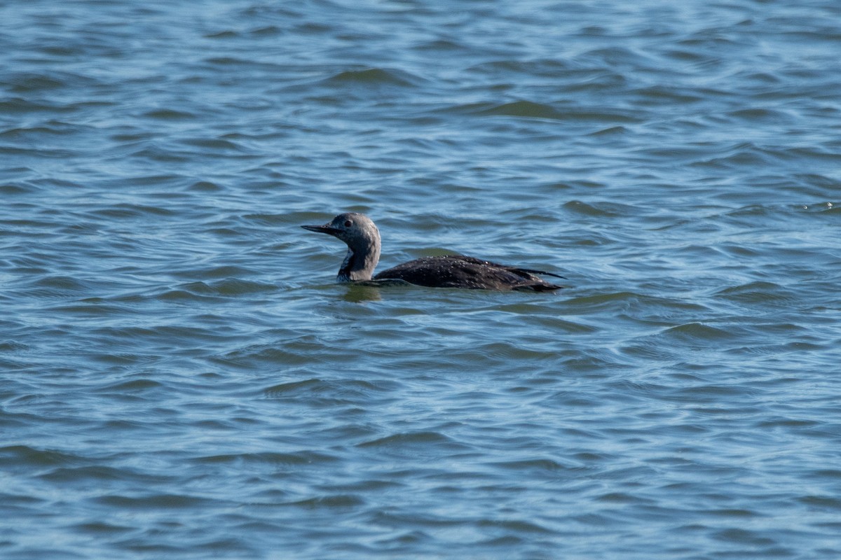 Red-throated Loon - Karen Hardy