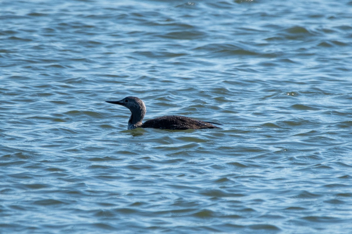 Red-throated Loon - Karen Hardy