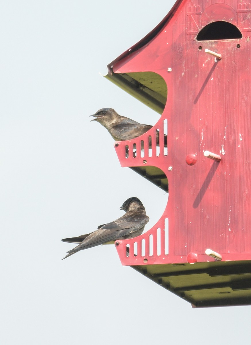 Purple Martin - Margaret Poethig