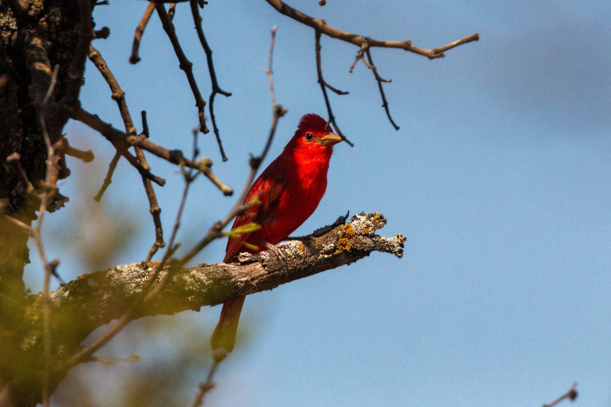 Summer Tanager - William Clark