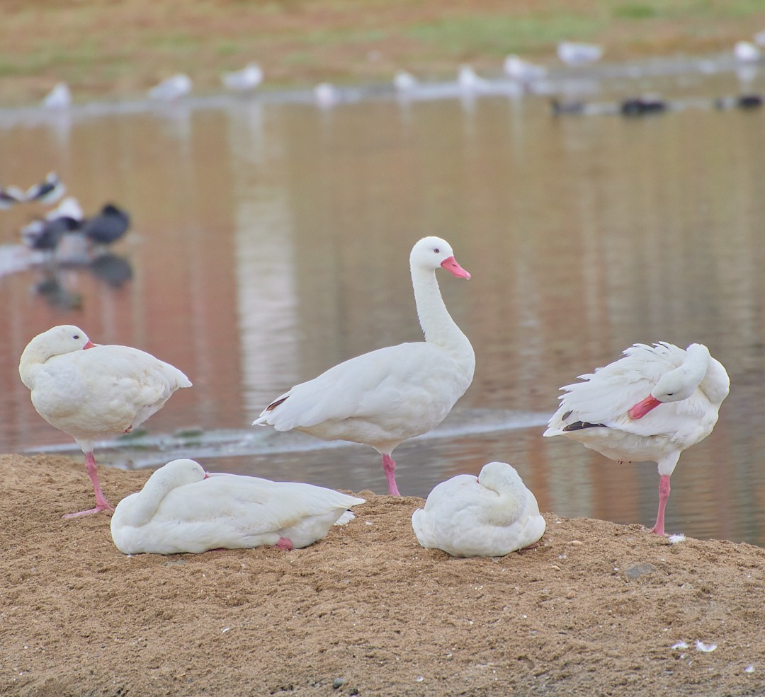 Coscoroba Swan - Angélica  Abarca