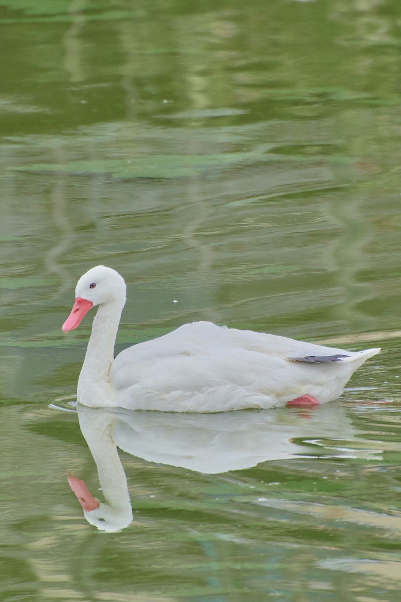 Coscoroba Swan - Angélica  Abarca