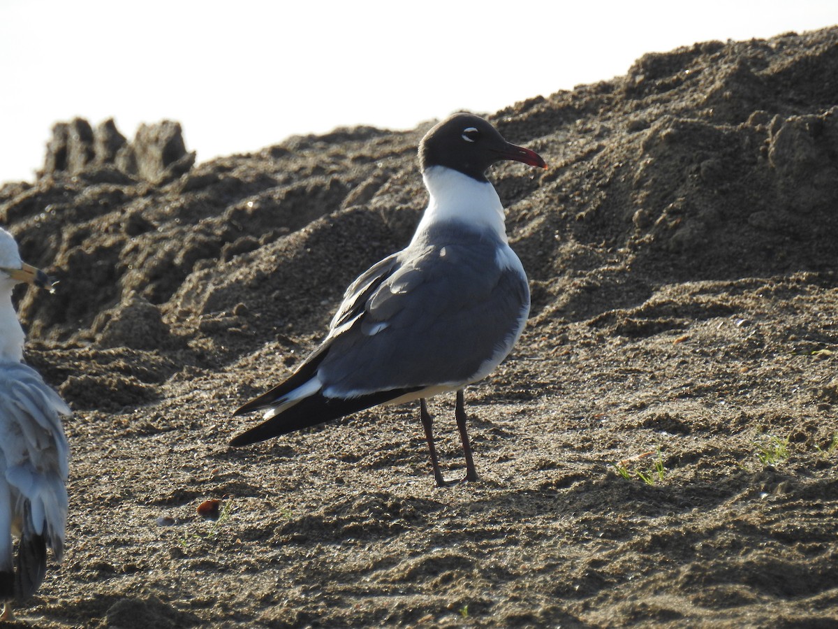 Laughing Gull - James Holsinger