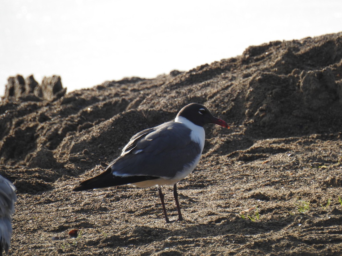 Laughing Gull - James Holsinger